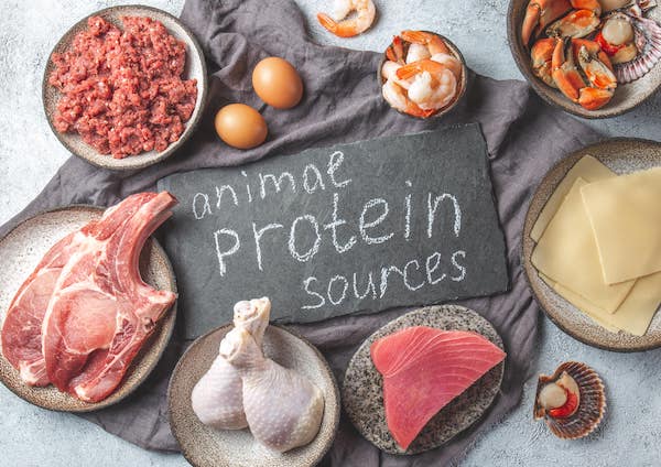 Protein kilder fra dyr